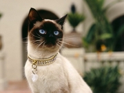 Корм для кошек